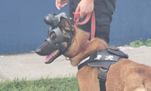 警察的好助手！英勇忠心的警犬是如何训练出来的？