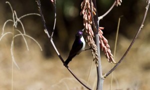 东紫背食蜜鸟的饲养秘诀