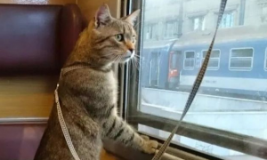 猫可以坐高铁吗