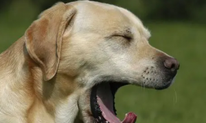 狗狗喉咙有炎症怎么办