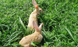 福建黄兔一般多少钱