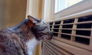 小猫吹了空调打喷嚏怎么办