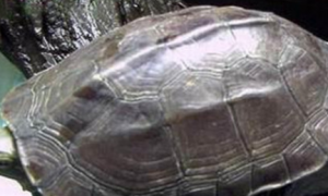腊戍拟水龟能活多少年