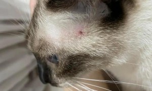 猫咪身上长一颗一颗红痘痘