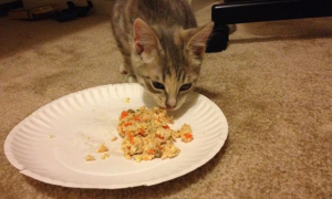 猫可以吃哪种零食