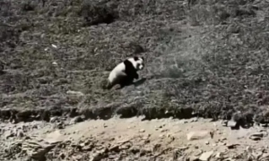 网传青海发现野生大熊猫，专家回应称：不可能