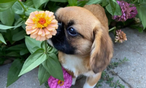 狗狗平生最大的爱好就是闻花香，不管家花野花还是假花