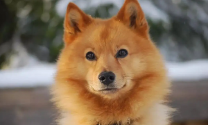 养一只芬兰猎犬一个月开销多少