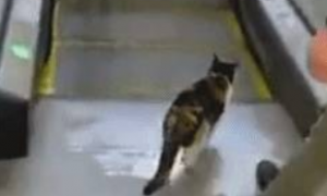 逛商场时发现一只会坐电梯的猫咪，它竟还知道靠右边站，成精了！