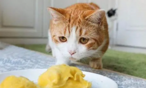 猫能吃榴莲吗