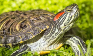 7种最有灵性的龟排名