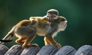 赤背松鼠猴吃什么食物