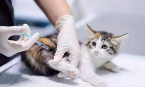 一直在家的猫咪需要打疫苗吗