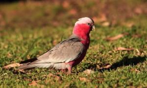 粉红凤头鹦鹉寿命多少年