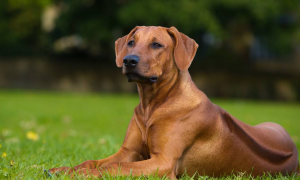 罗德西亚脊背犬的寿命一般是多久