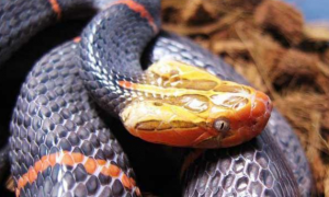 喜玛拉雅白头蛇毒性有多大