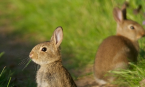 穴兔几个月能繁殖