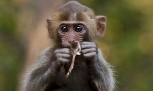 西比路岛猕猴多少钱一只