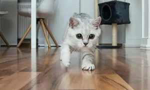 为什么猫咪突然会像疯了一样跑来跑去还咬人