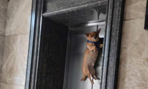 狗子突然被勒吊在一楼电梯间电梯门上，吓坏过往业主！