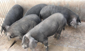 八眉猪最大能养多少斤