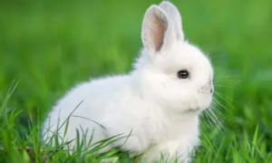 兔子可不可以吃韭菜