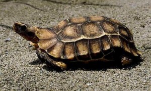 非洲折背陆龟怎么冬眠