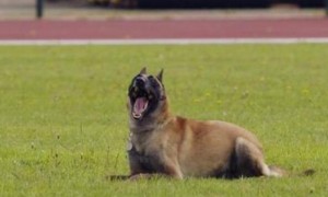 比利时玛利诺犬如何训练
