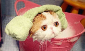 小猫能洗澡吗