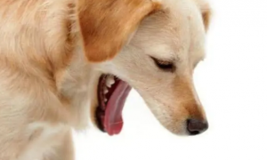 狗狗会吐是什么原因引起的