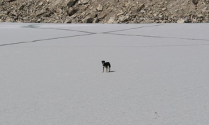 登上喜马拉雅山的第一只狗狗，狗狗中的骄傲，创造了一个奇迹