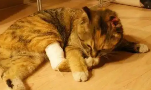 猫伤口化脓能自己好吗