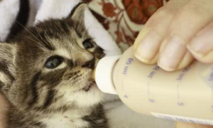 幼猫喝什么奶粉