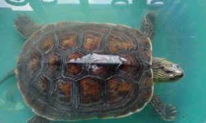 缺颌花龟可以深水养吗