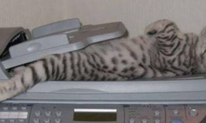 在哪里都能睡着的猫咪，网友：主子的心是真的大！