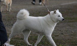 北海道犬是哪国的