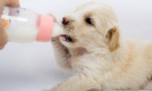 怎么给小狗做奶瓶