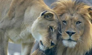 如果狮王被自己的儿子打败，狮群里的雌狮会被如何对待？