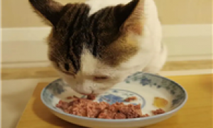 猫吃金枪鱼罐头