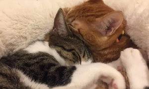 猫跟人睡在一起吸阳气
