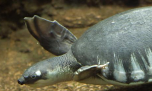 猪鼻龟是几级保护动物