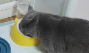 小猫咪每天吃罐头可以吗