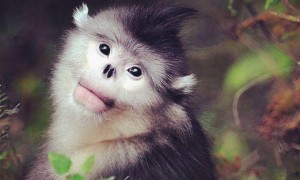 滇金丝猴可以做宠物吗