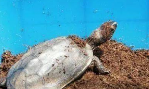 乌龟冬眠过程中醒了怎么办