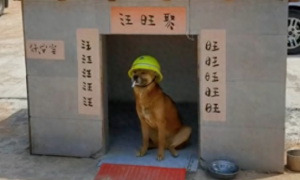 狗狗帮忙看工地，有一个专属的小房子