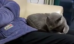 主人睡觉腿分开太大，猫咪“拯救”，猫：睡觉都不能淑女点！