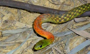 红脖颈槽蛇是国家几级保护动物