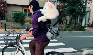 男子骑车还背着萨摩耶，只露个头出来，狗狗：我是个大头娃娃！