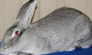 巨型金吉拉兔品种有哪些