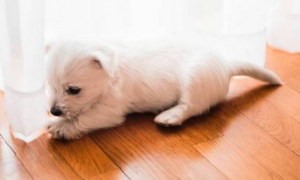 小狗睡地板上有没有事